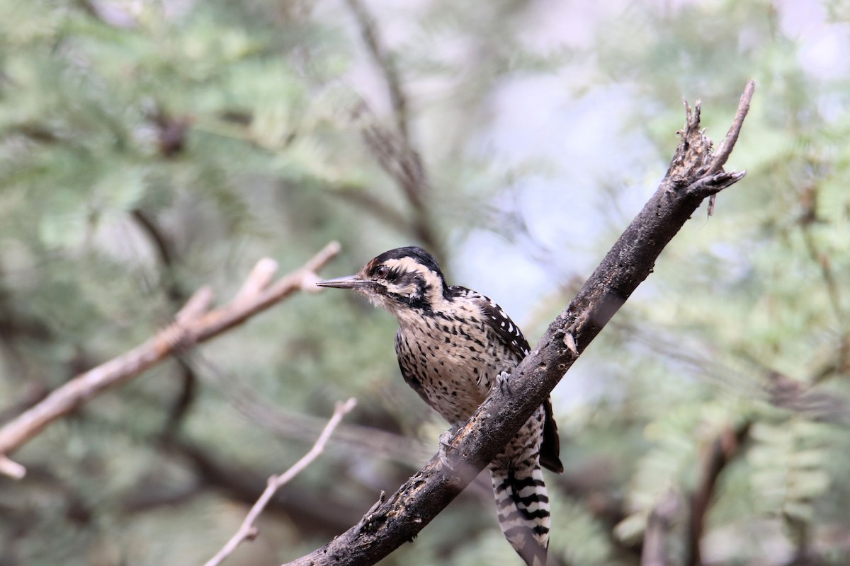 Ladder-backed Woodpecker - Diana Spangler