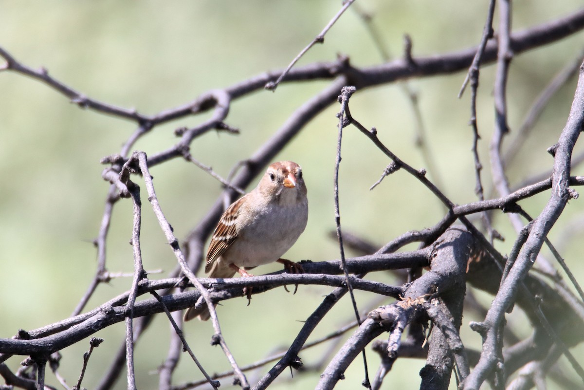 White-crowned Sparrow - Diana Spangler