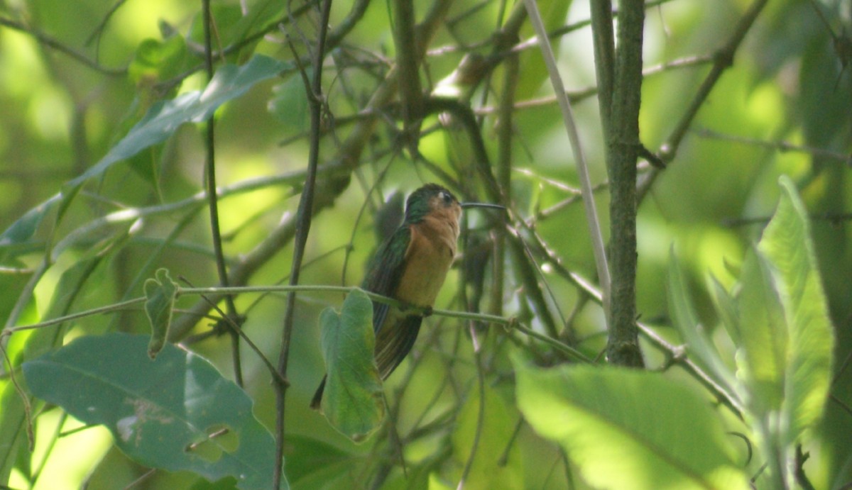 Rufous Sabrewing - ML373395251