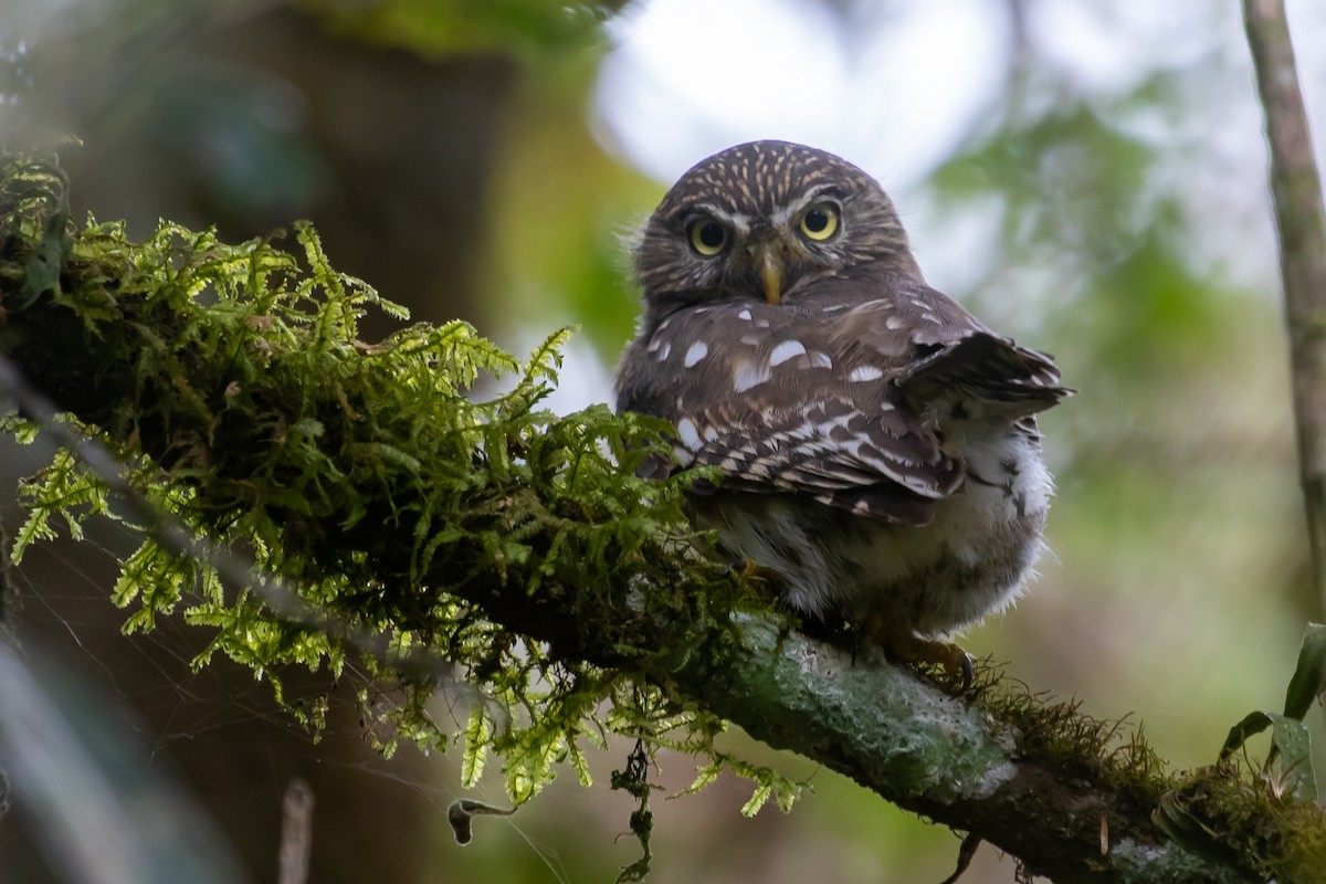 Peruvian Pygmy-Owl - ML373396601
