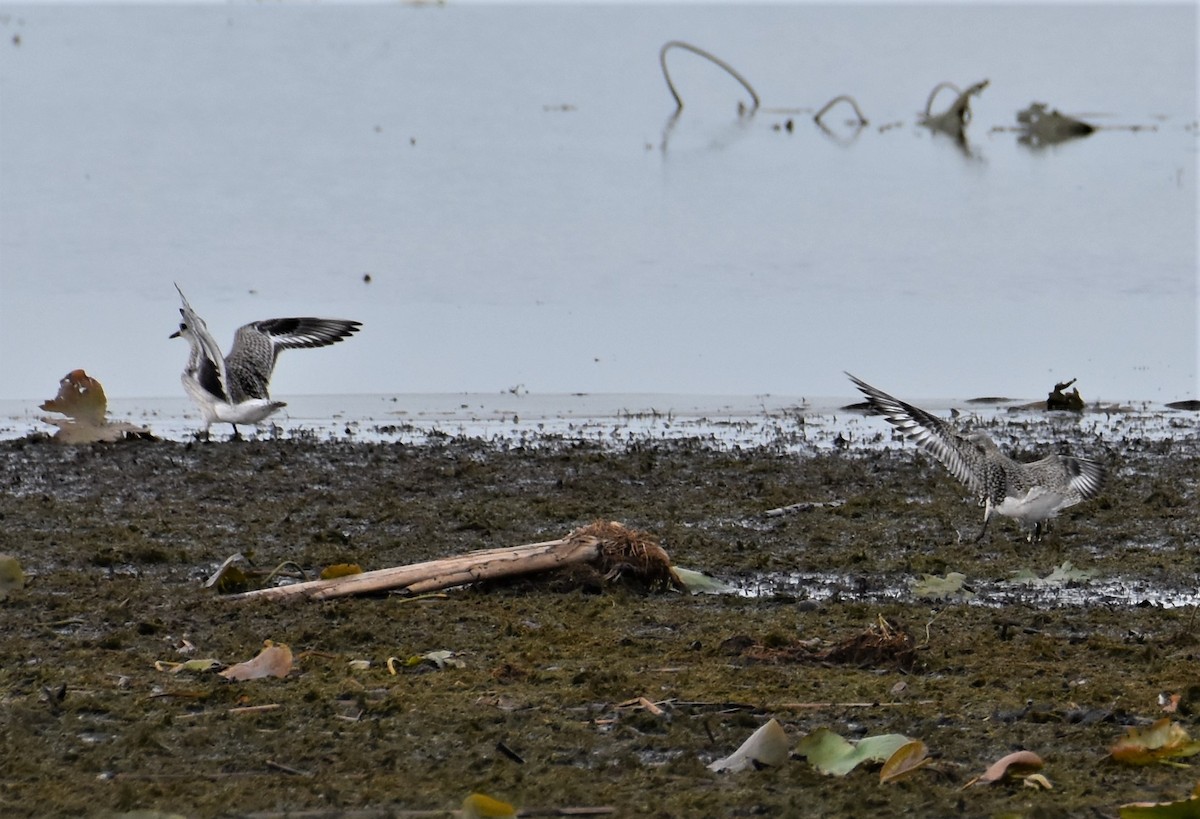 Black-bellied Plover - ML373397531