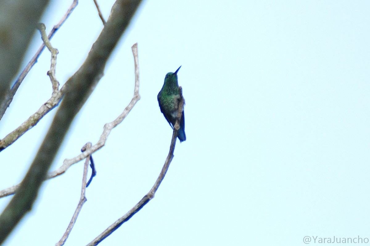 Blue-chinned Sapphire - Juan Escudero