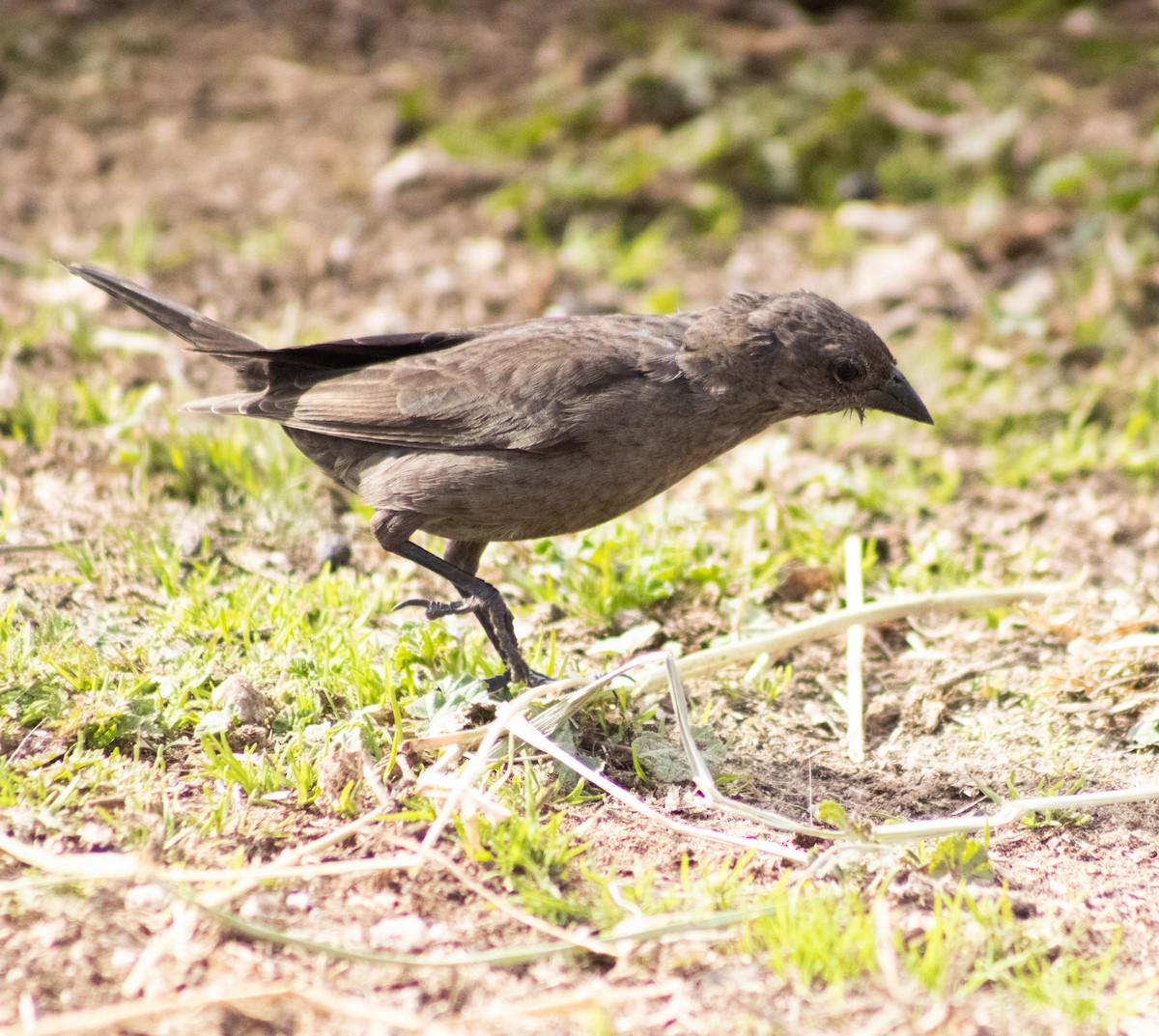 Shiny Cowbird - ML373398321