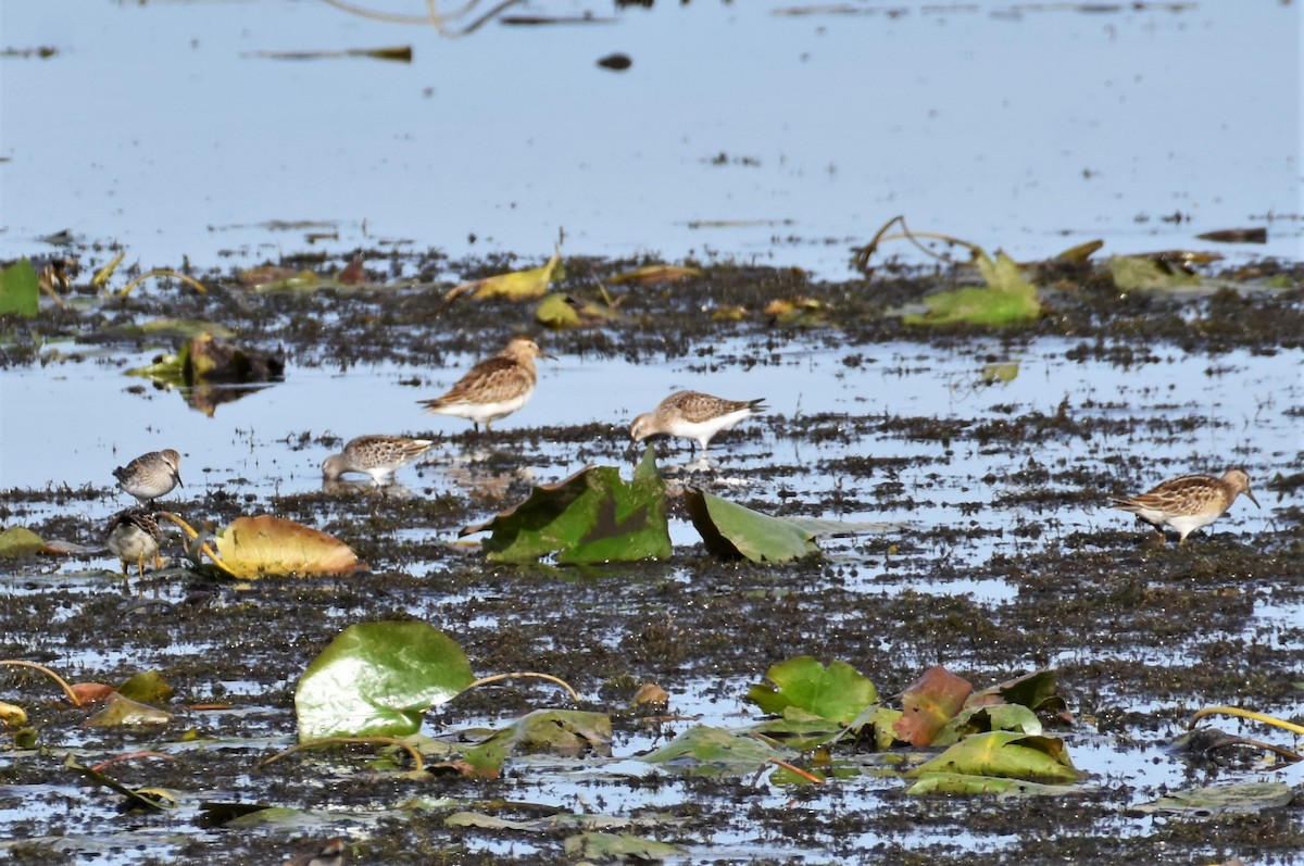 Pectoral Sandpiper - ML373398421