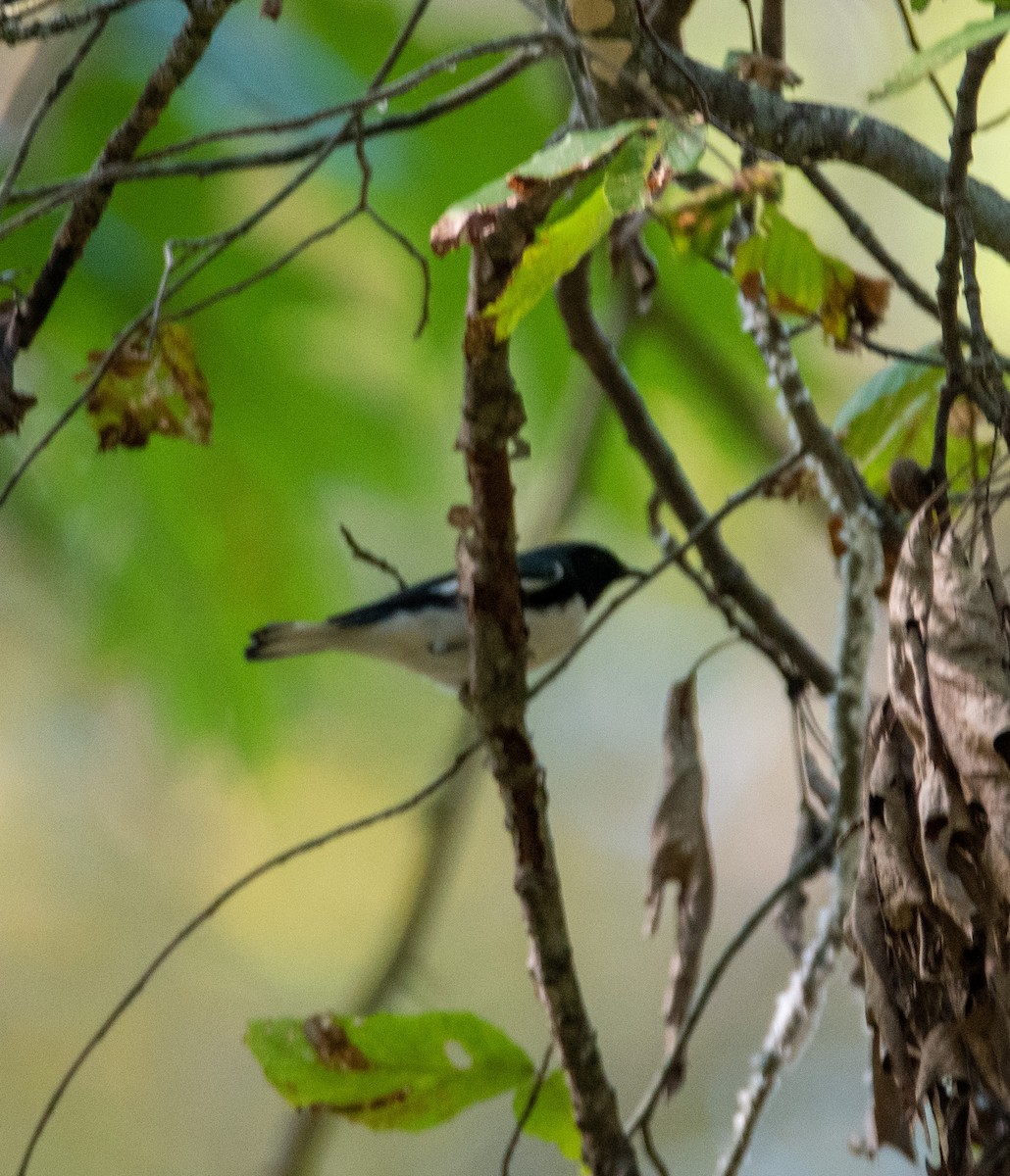 Black-throated Blue Warbler - ML373399531
