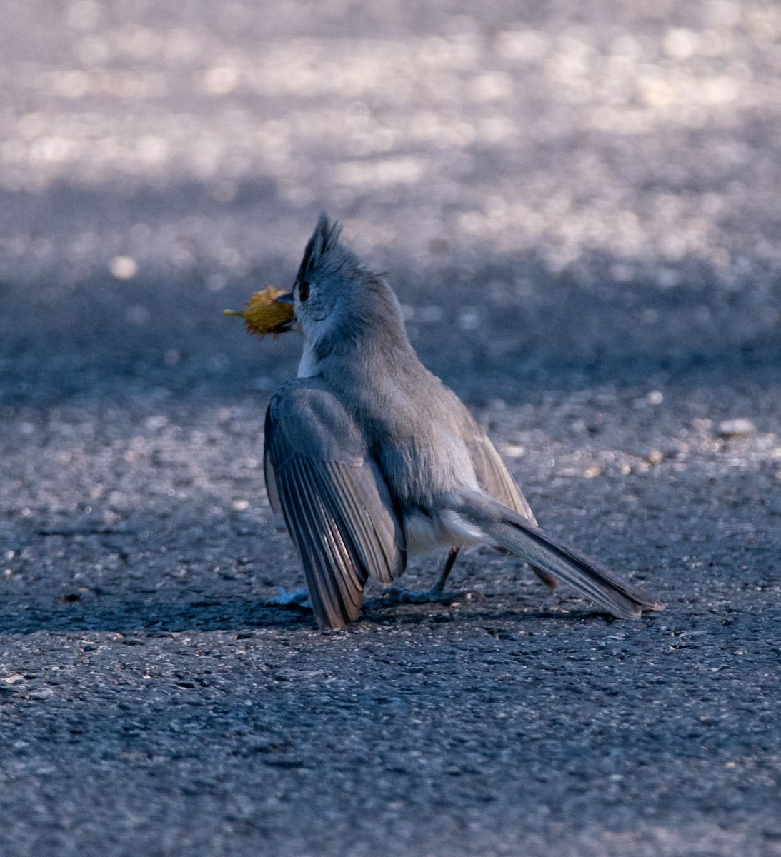 Tufted Titmouse - ML373400231