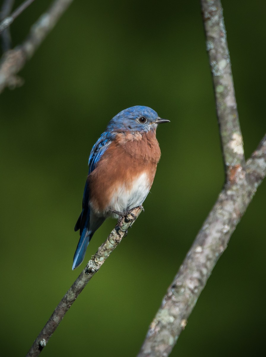 Eastern Bluebird - ML373400261