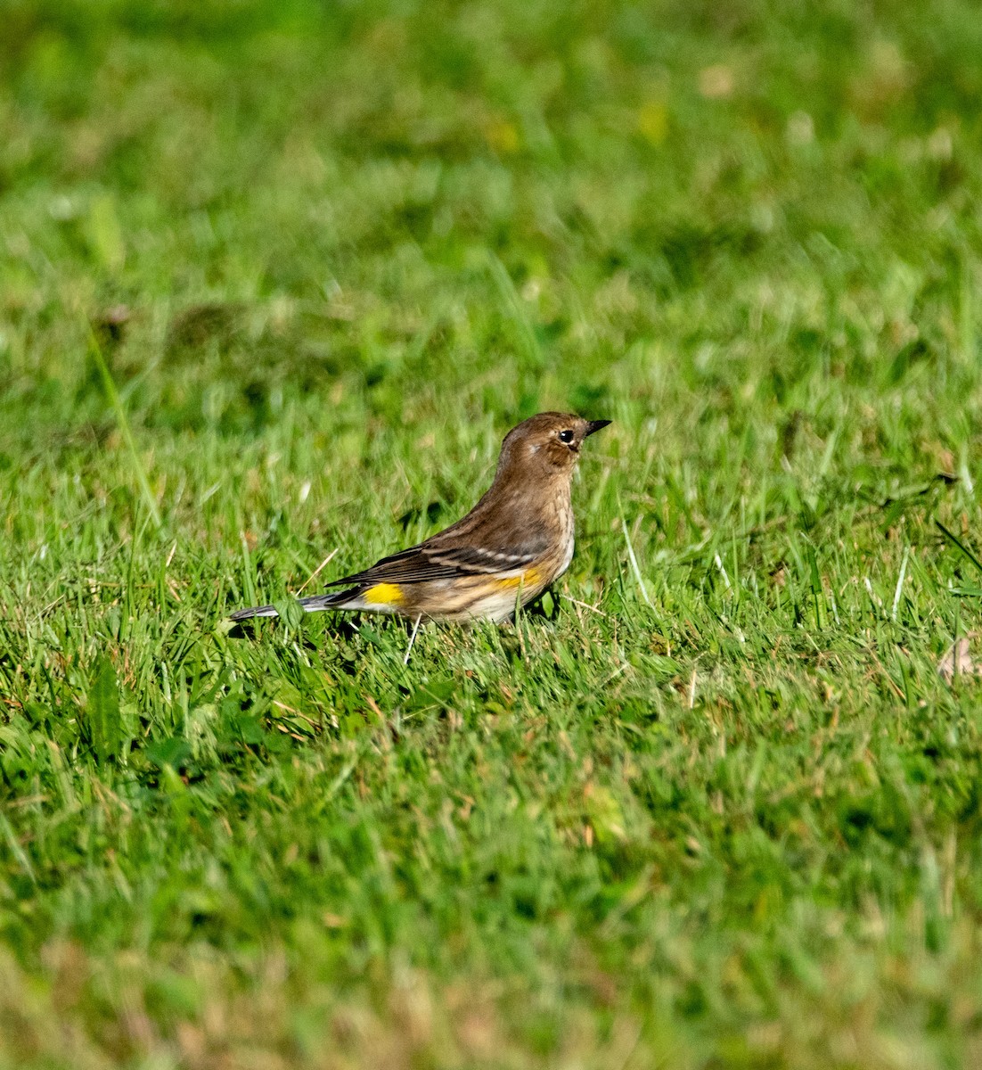 Yellow-rumped Warbler - ML373400351