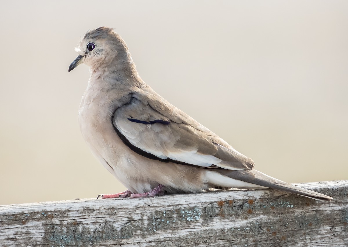 Picui Ground Dove - ML373400521