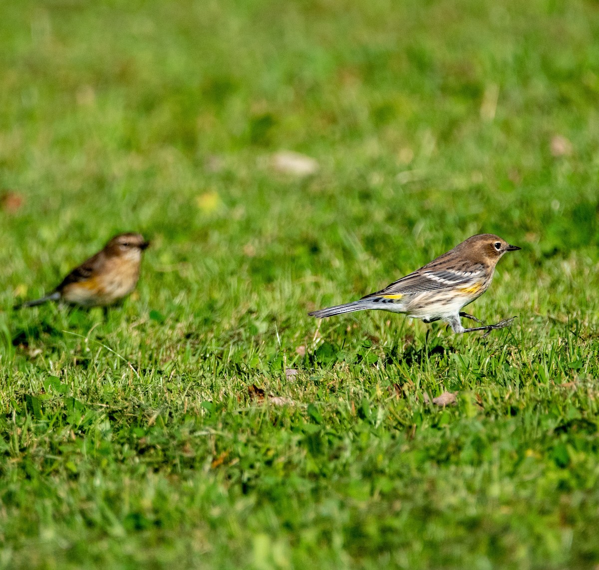 Yellow-rumped Warbler - ML373400531