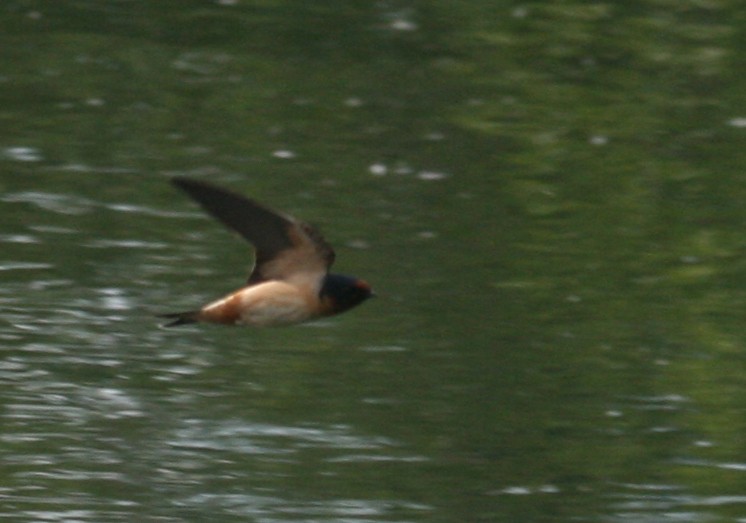 Barn x Cliff Swallow (hybrid) - Steve Nord