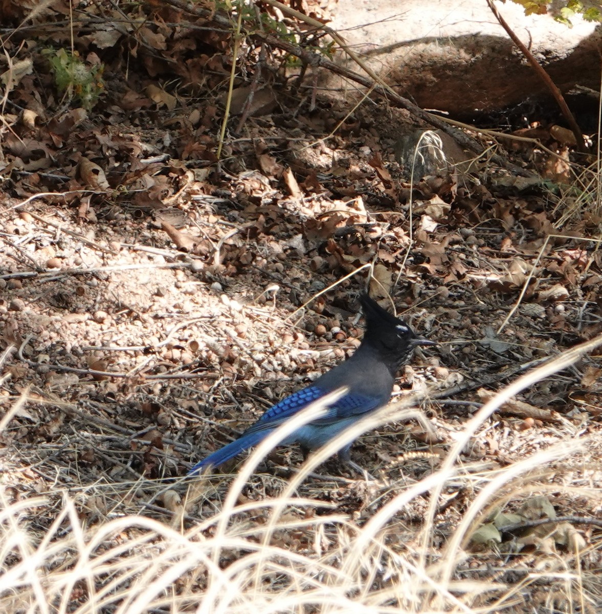Steller's Jay - ML373402781
