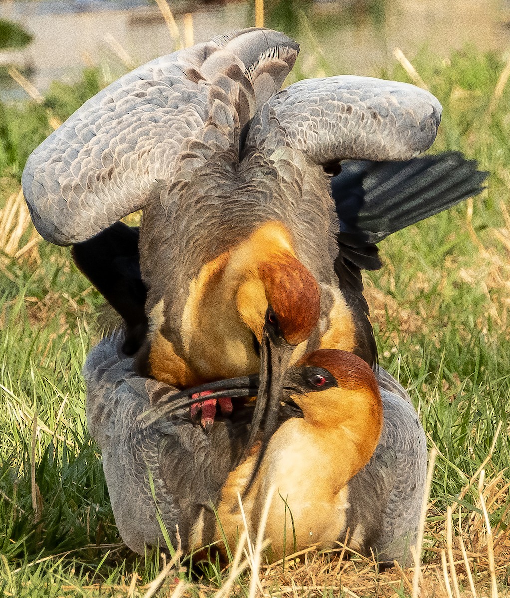 Black-faced Ibis - ML373403911