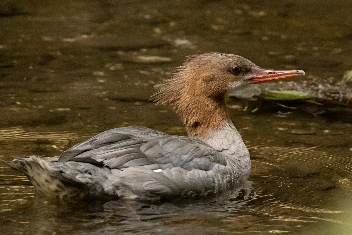 Gänsesäger (americanus) - ML373406331