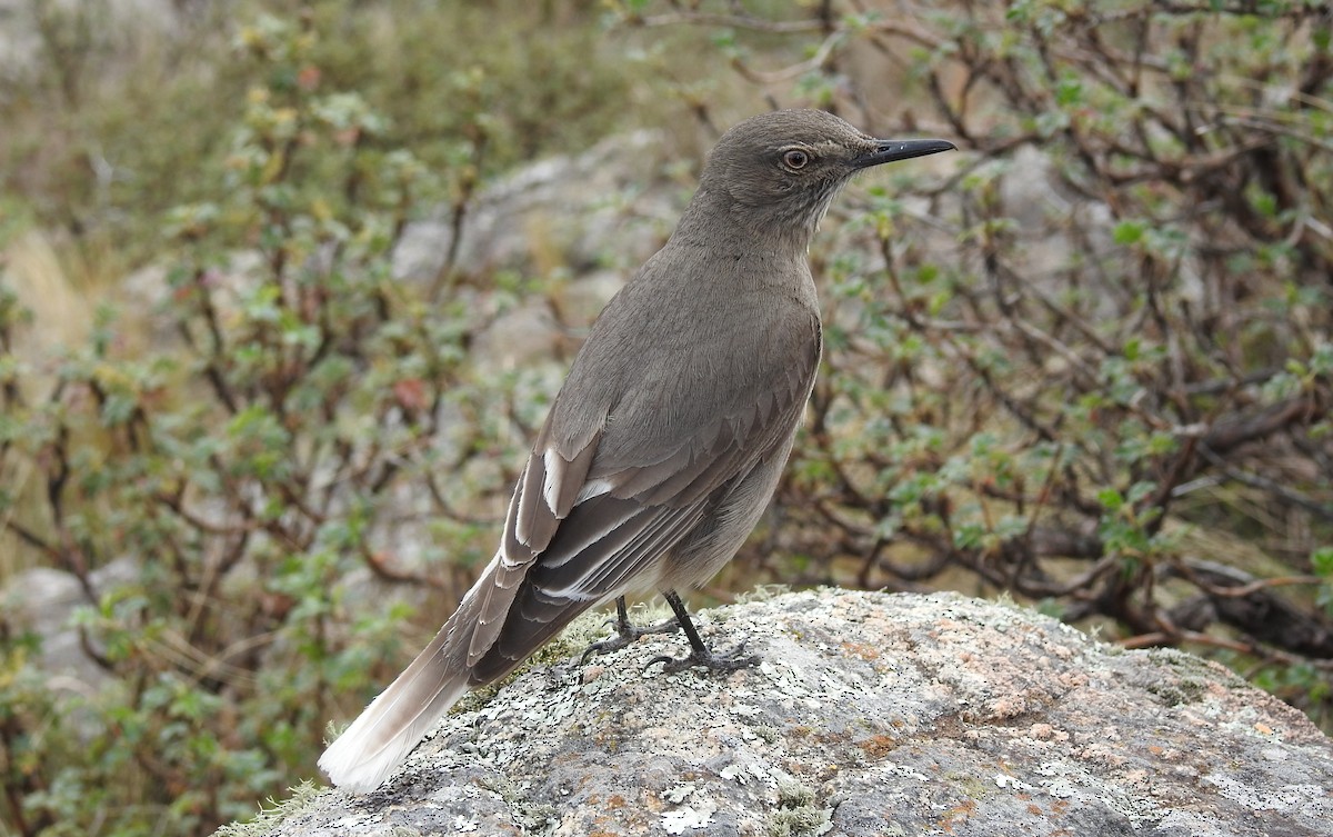Black-billed Shrike-Tyrant - ML37340661