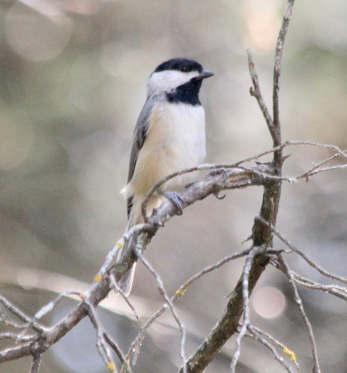 Carolina Chickadee - ML373407381