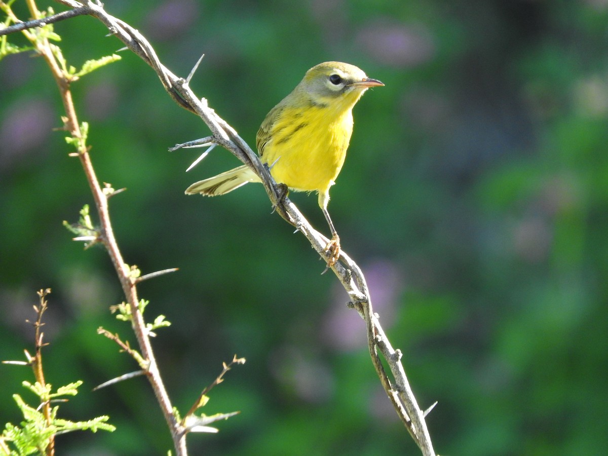 Prairie Warbler - ML373408581