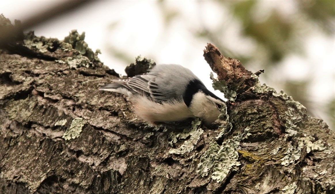 White-breasted Nuthatch - ML373409131