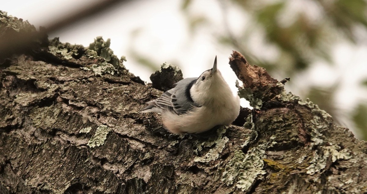 White-breasted Nuthatch - ML373409511