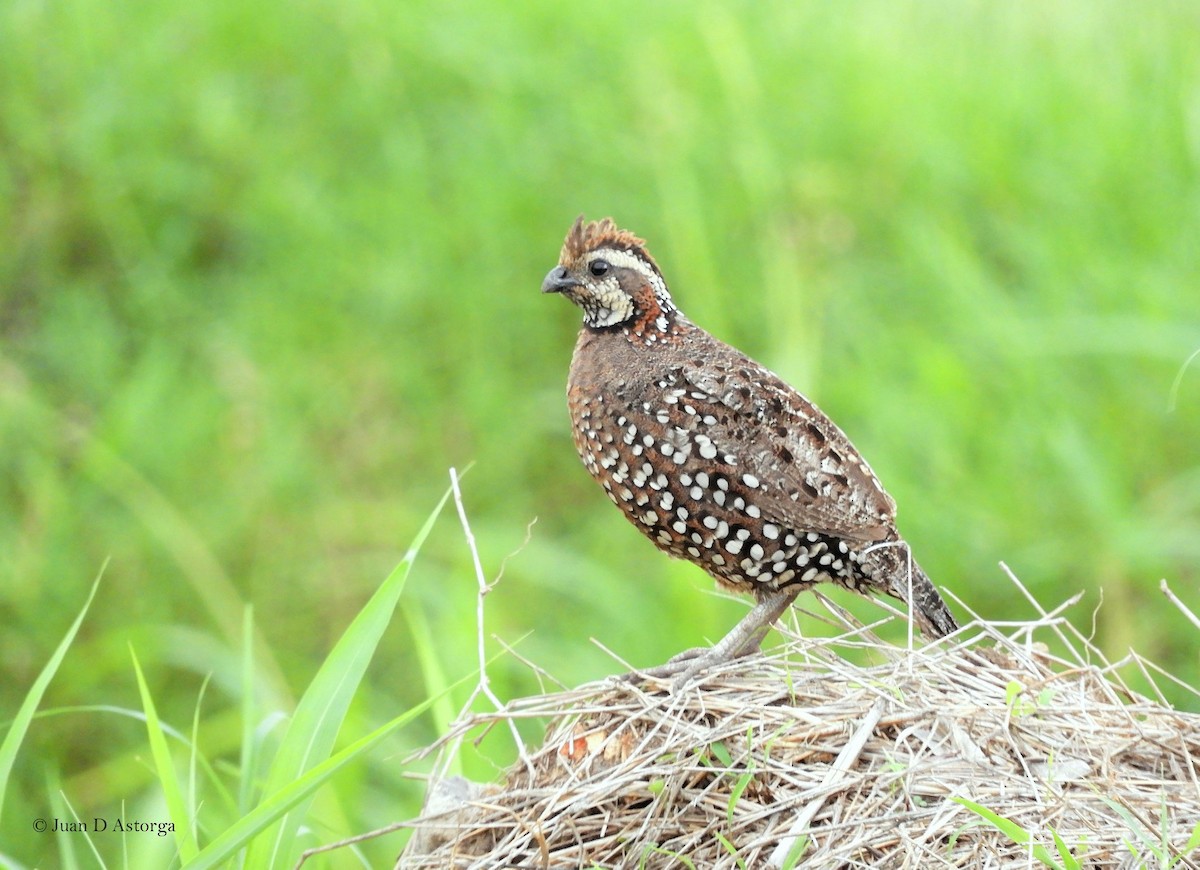 Crested Bobwhite - ML373410331