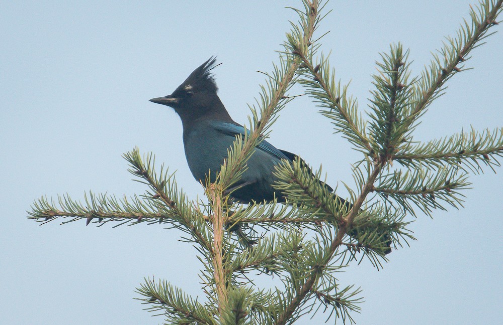Steller's Jay - ML373412301