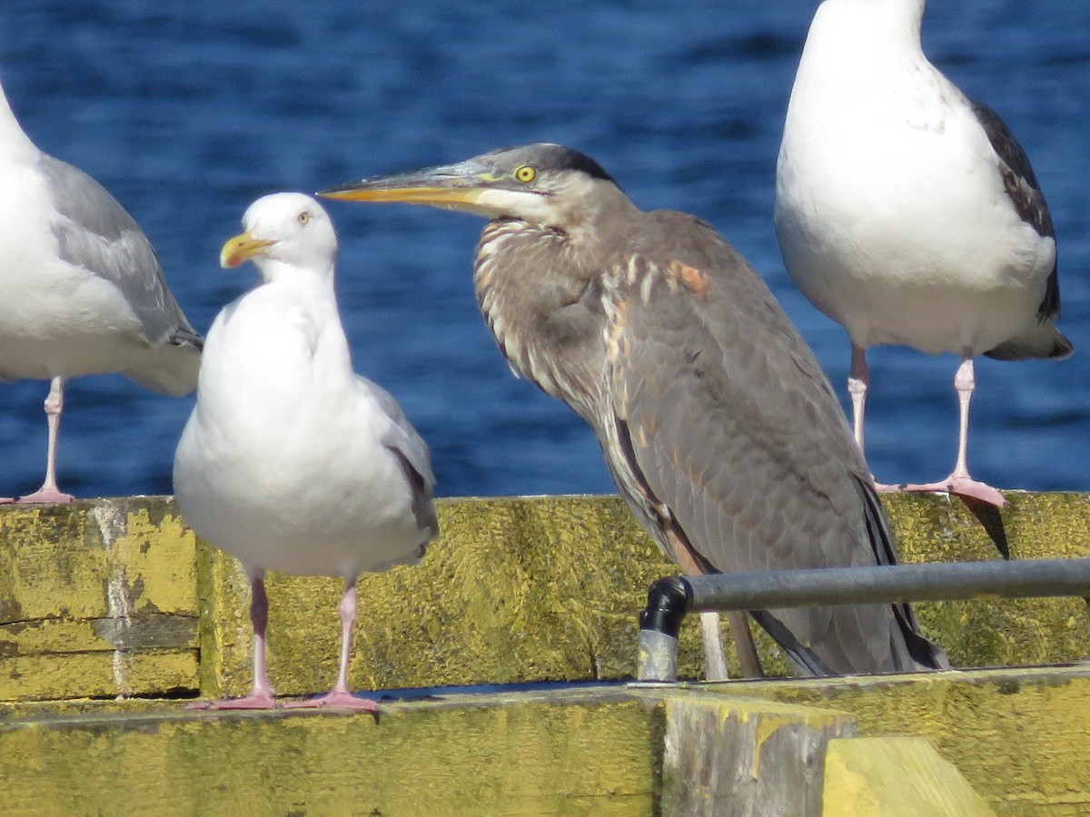 Great Blue Heron - ML373412831