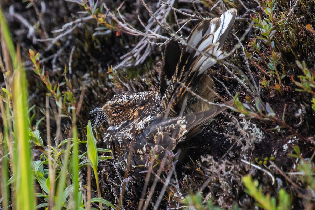 Band-winged Nightjar (Rufous-naped) - ML373414171