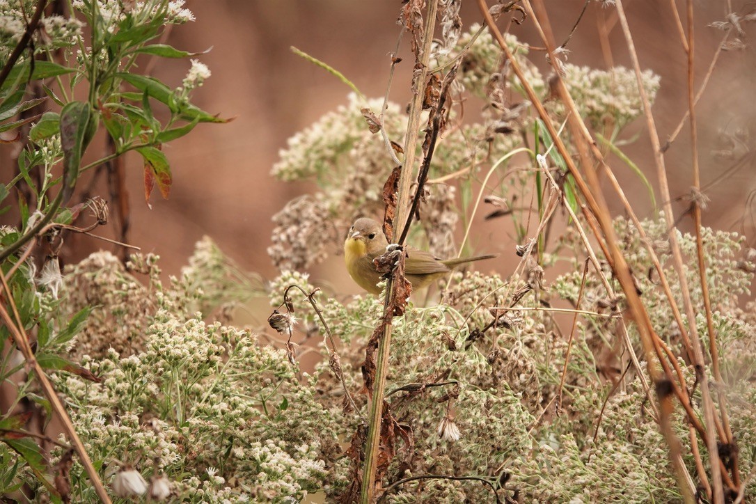 Common Yellowthroat - ML373414581