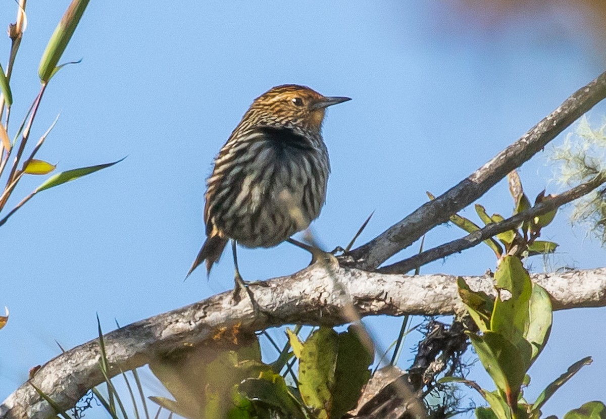 Many-striped Canastero - Cris Heins