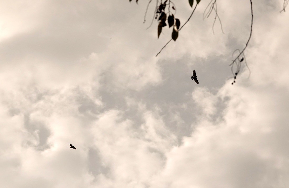 Broad-winged Hawk - ML373416051