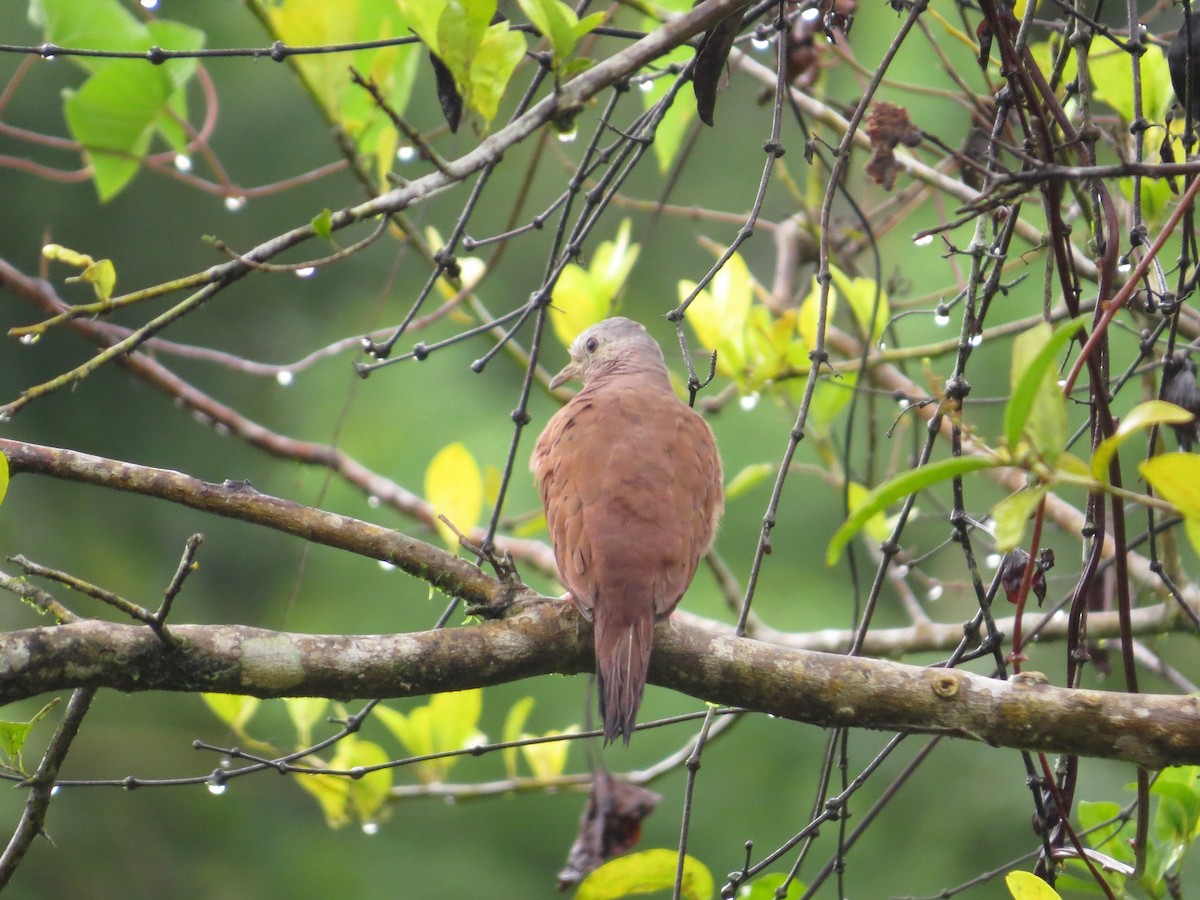 Ruddy Ground Dove - ML37341651