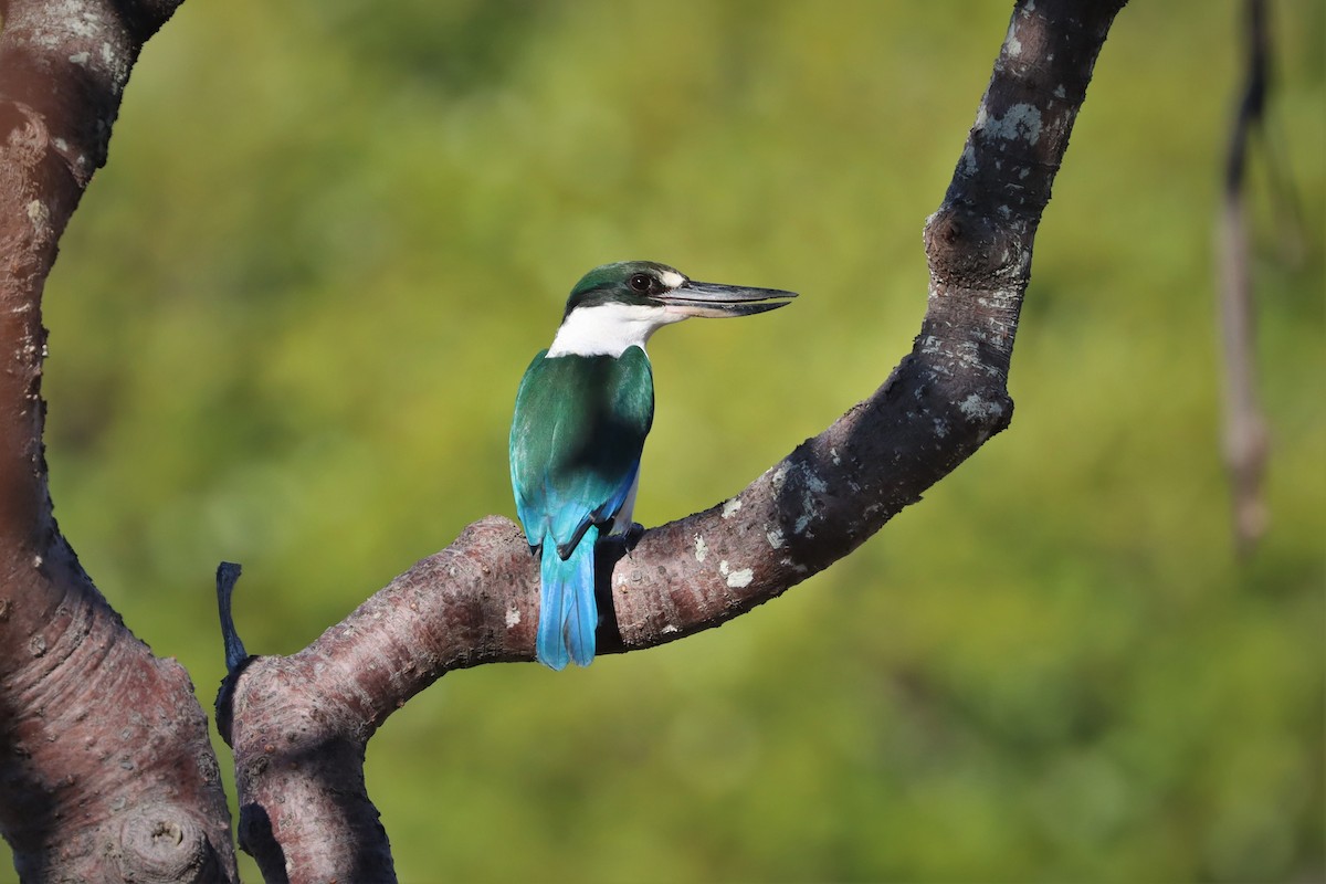 Torresian Kingfisher - ML373417771