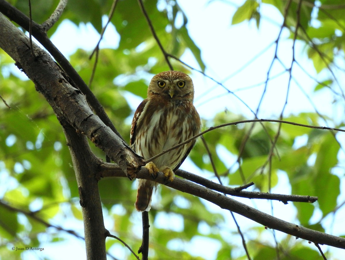 Ferruginous Pygmy-Owl - ML373418411