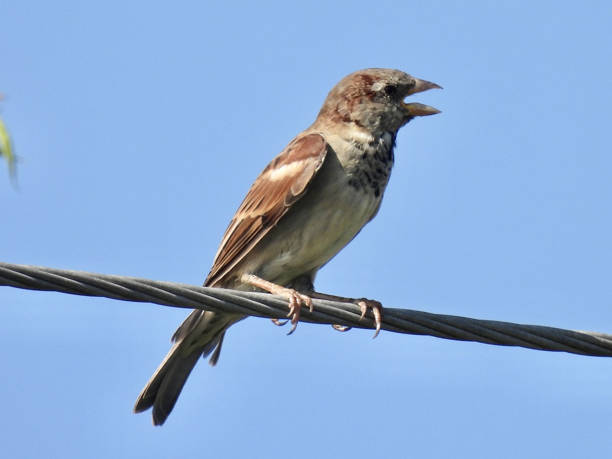 House Sparrow - ML373419041