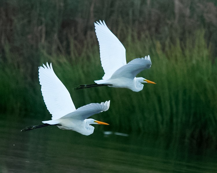 Great Egret - ML373419081