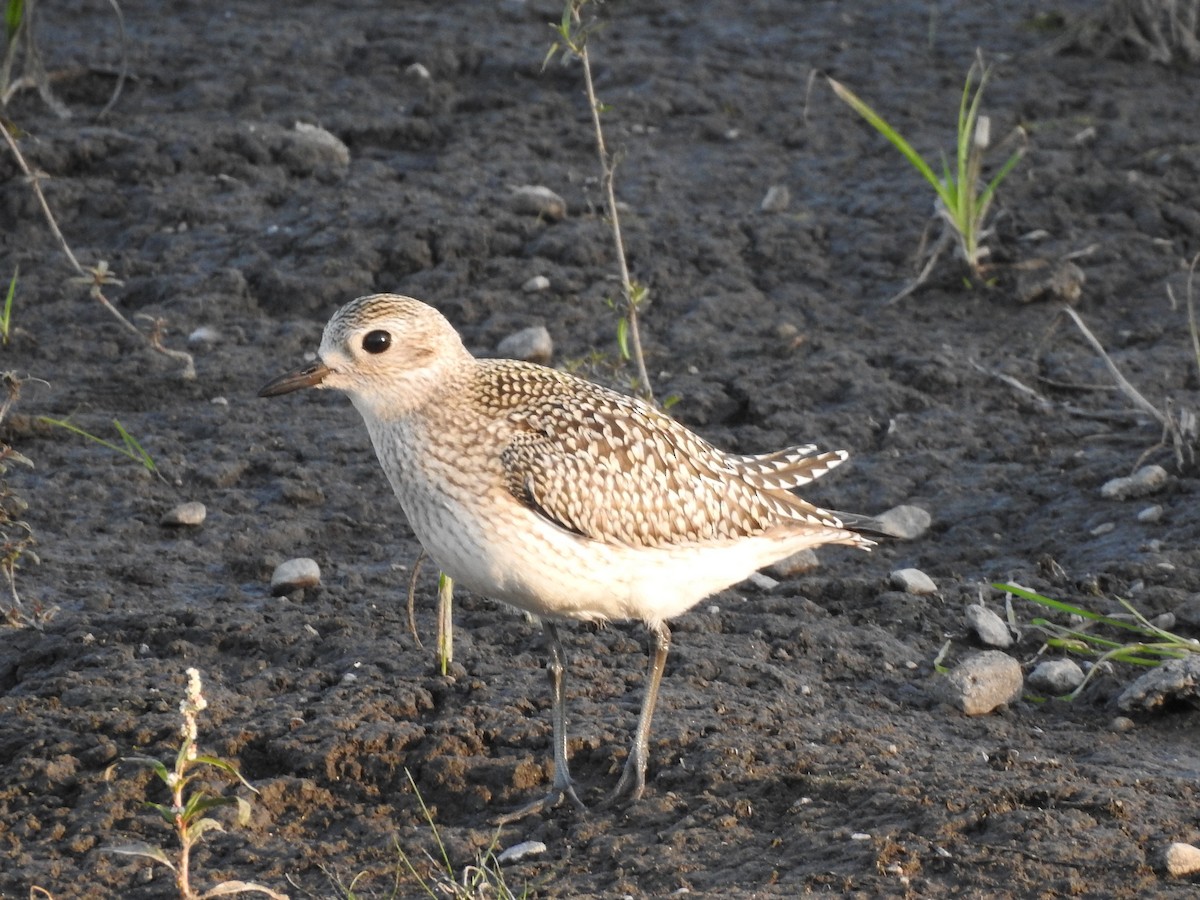 Black-bellied Plover/golden-plover sp. - Annie & Paul Mueller