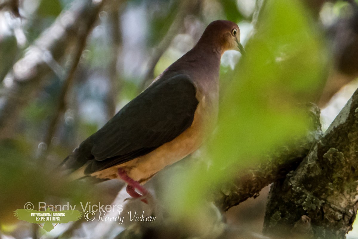 Ochre-bellied Dove - Randy Vickers