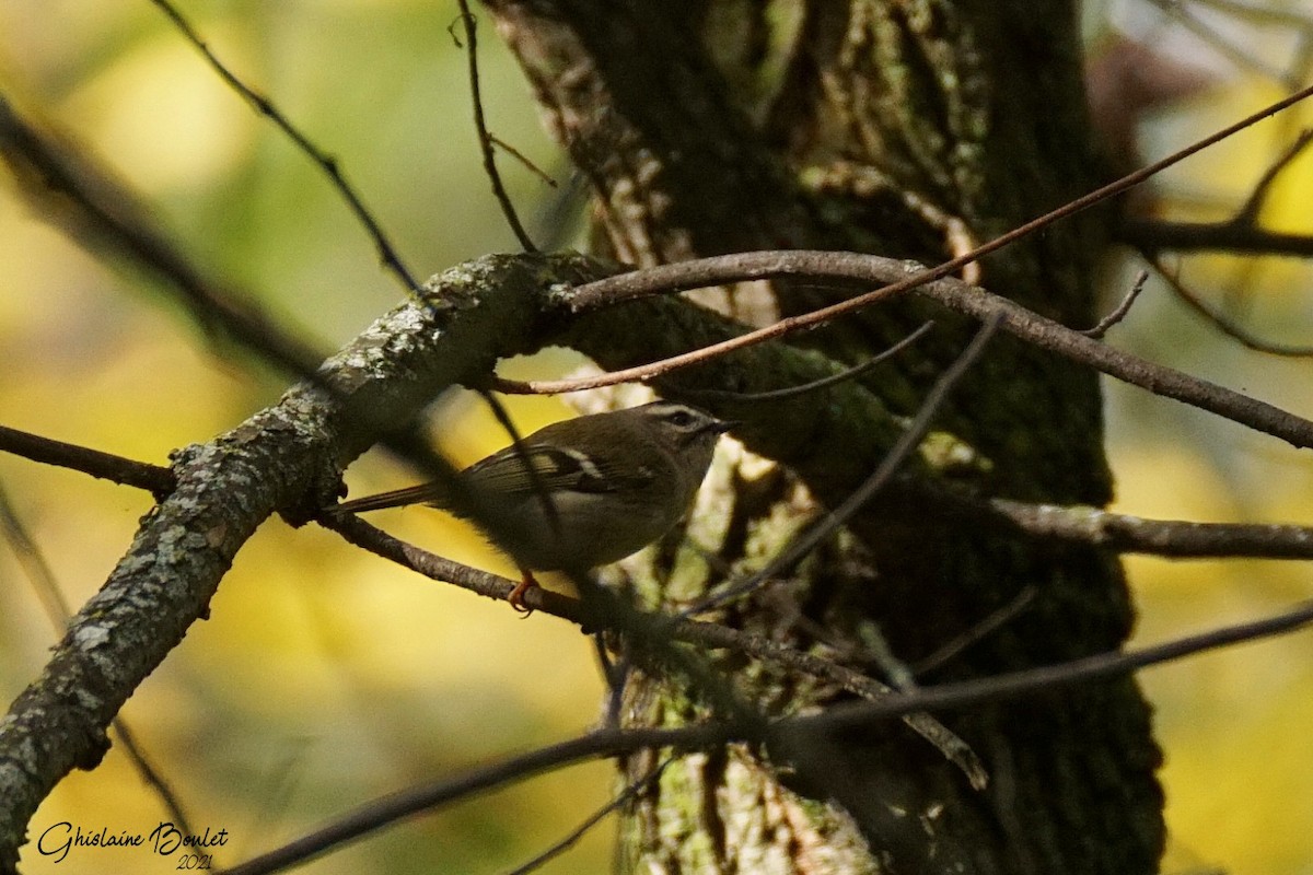 Golden-crowned Kinglet - ML373420181