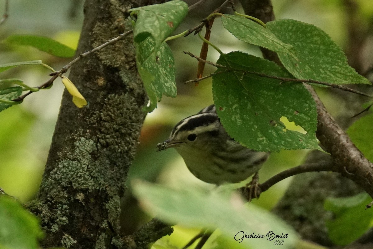 Black-and-white Warbler - ML373420311