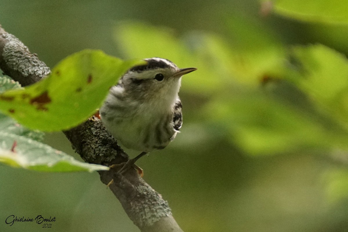 Black-and-white Warbler - ML373420321