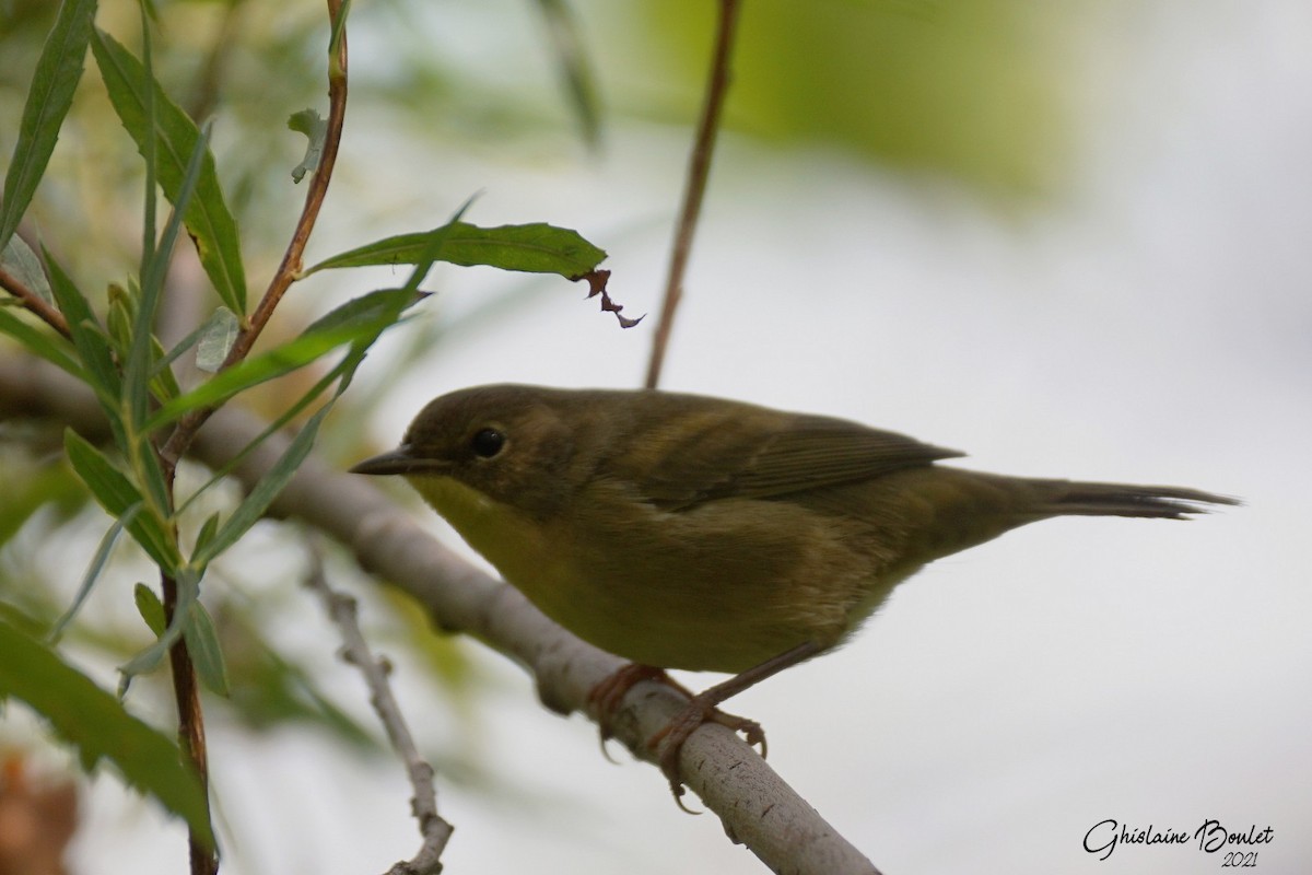 Common Yellowthroat - ML373420411
