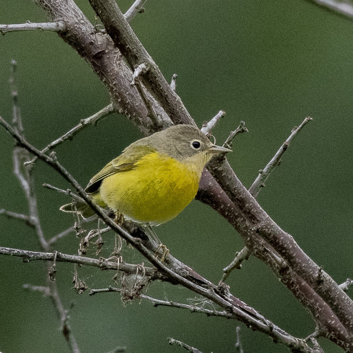 Nashville Warbler - Jared Keyes