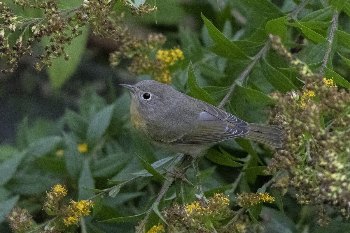 Nashville Warbler - Jared Keyes