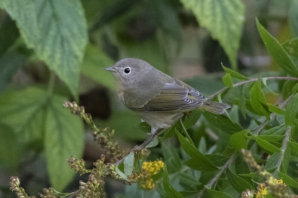 Nashville Warbler - Jared Keyes