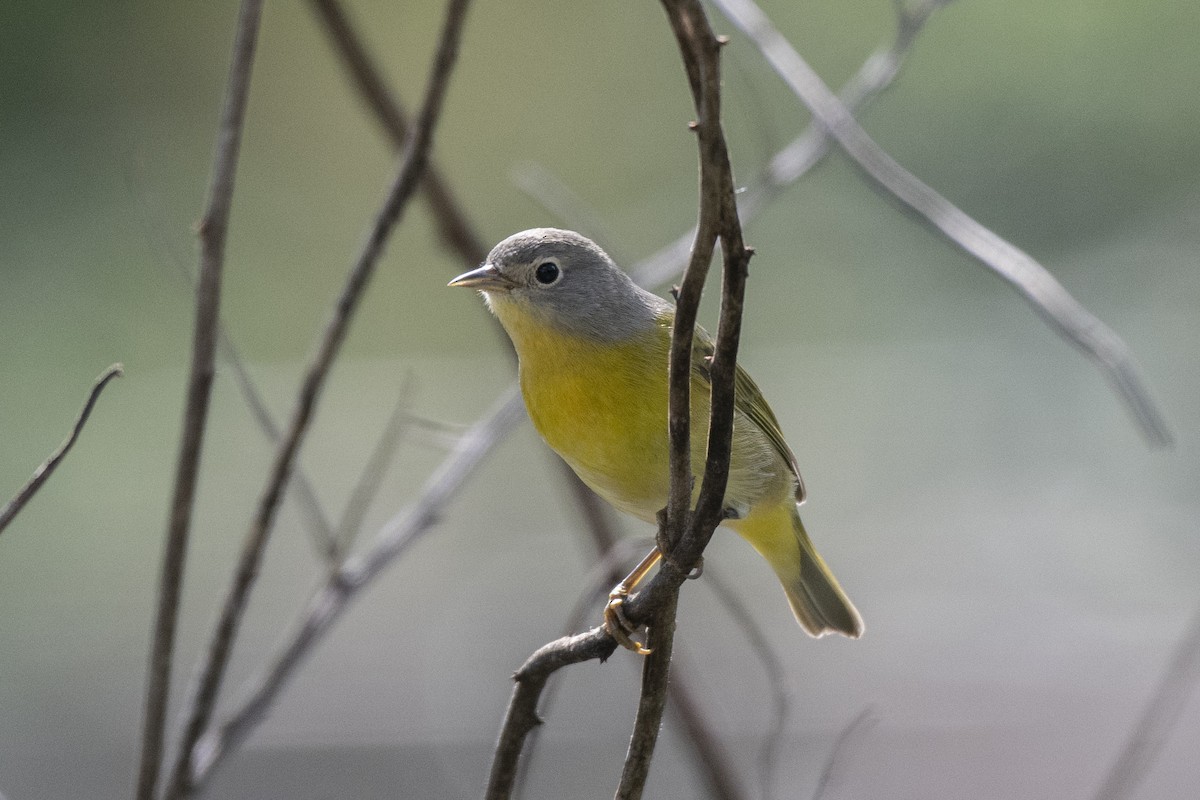 Nashville Warbler - Jared Keyes