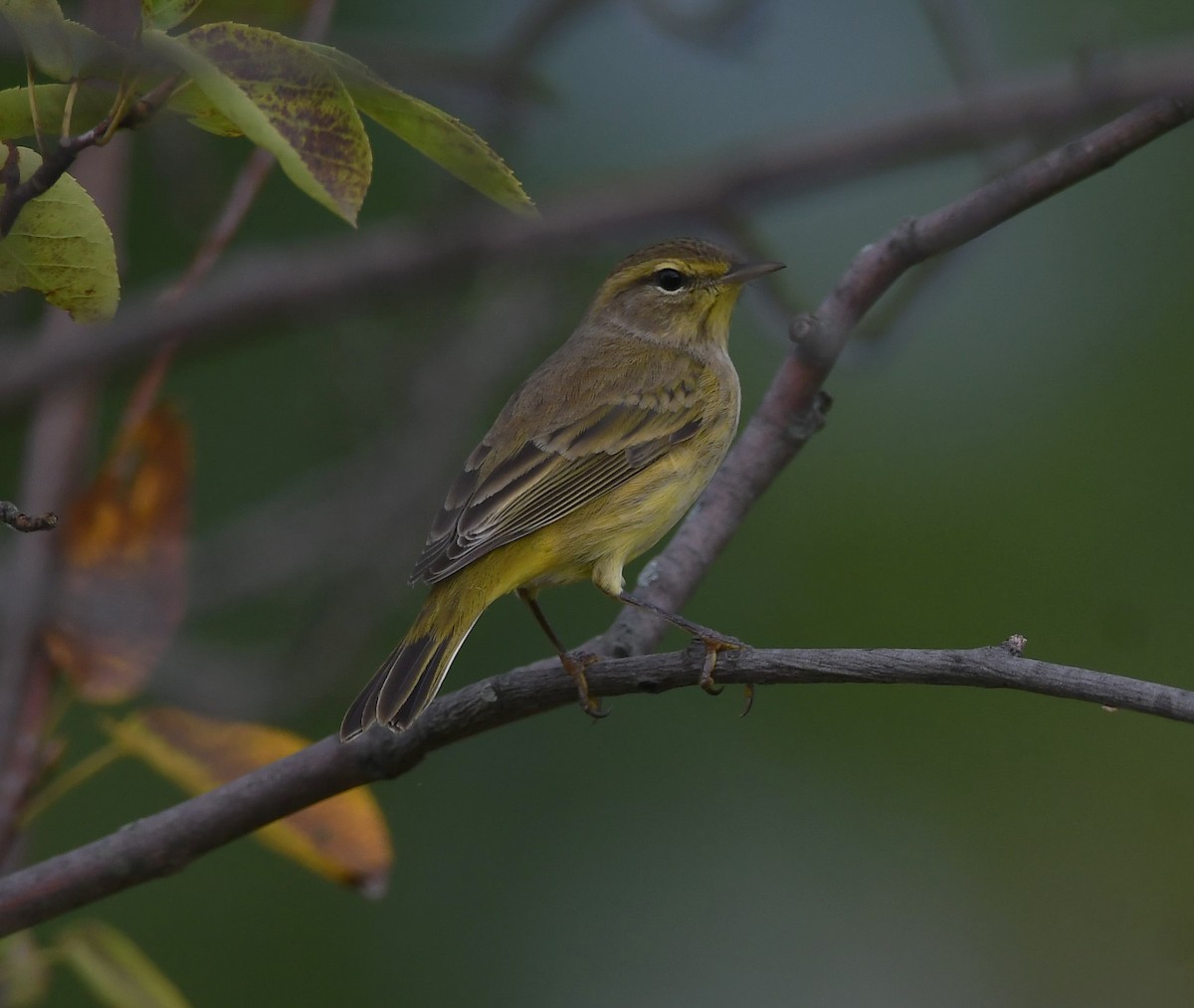 Palmiye Ötleğeni (hypochrysea) - ML373420901