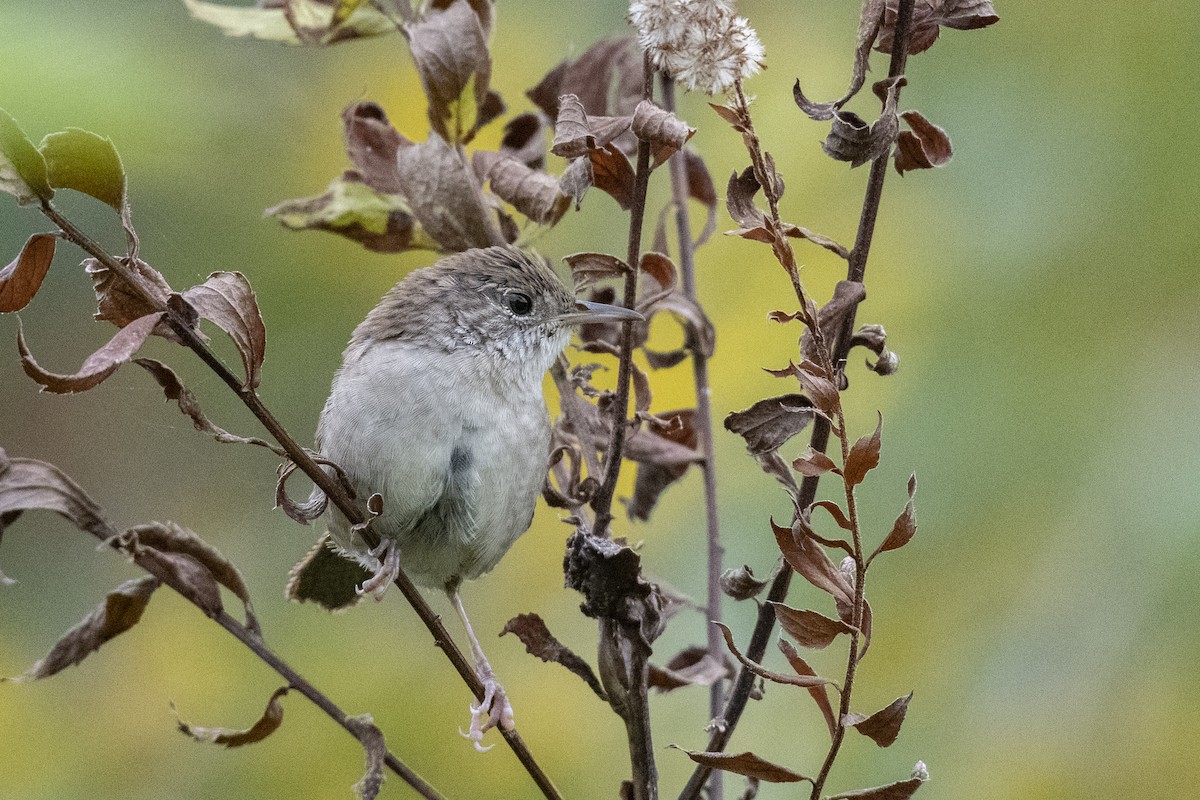 Chochín Criollo - ML373420931