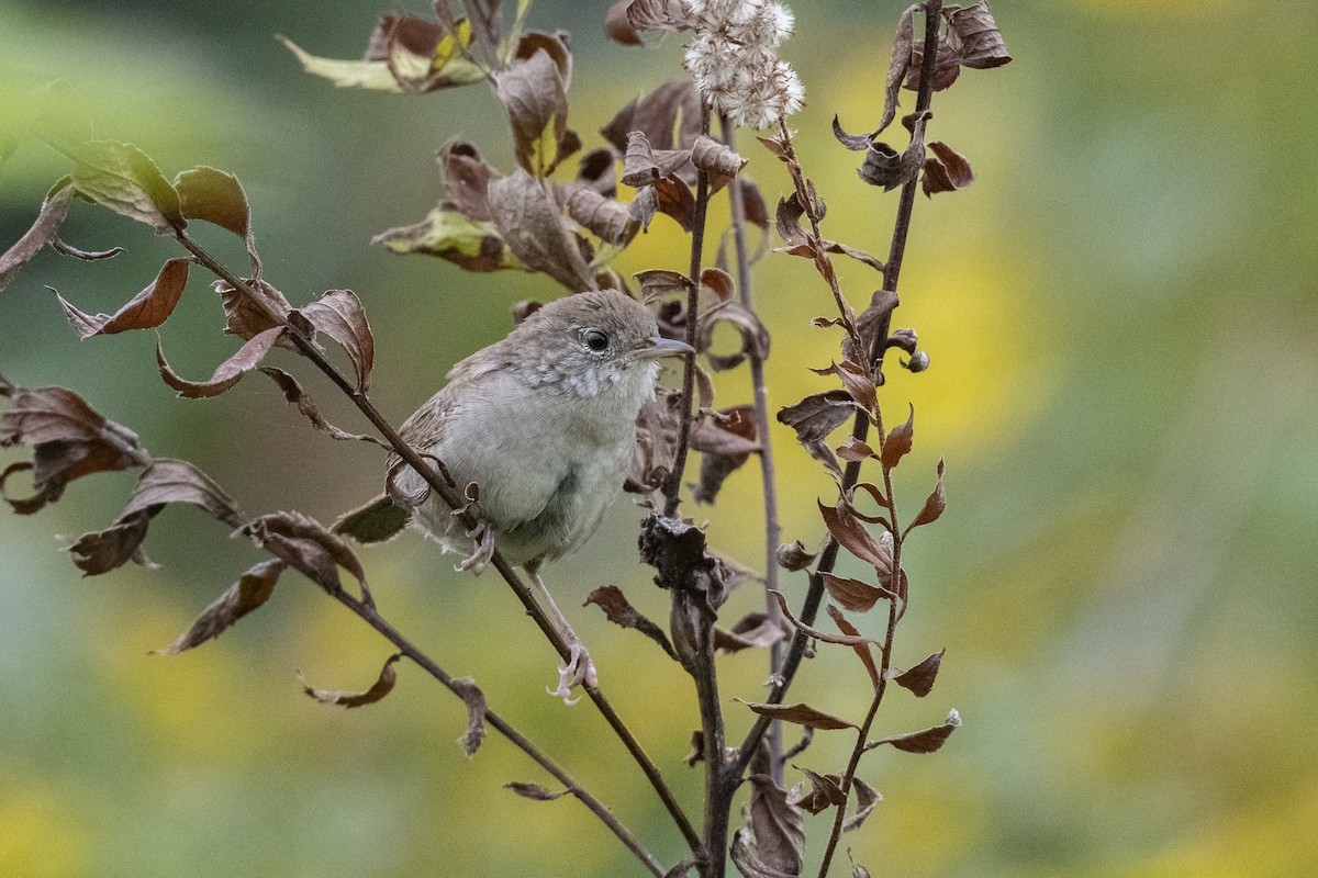 House Wren - Jared Keyes