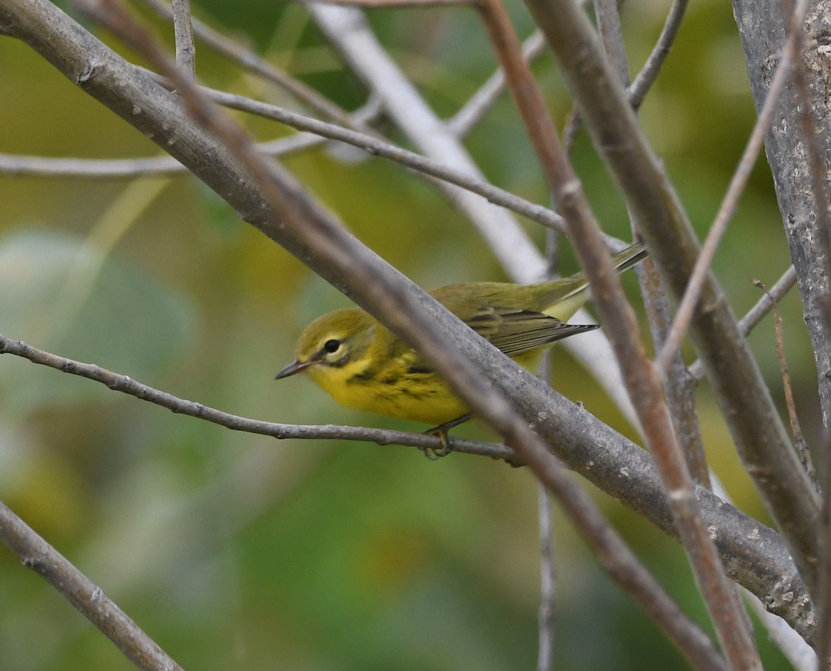 Prairie Warbler - ML373422141