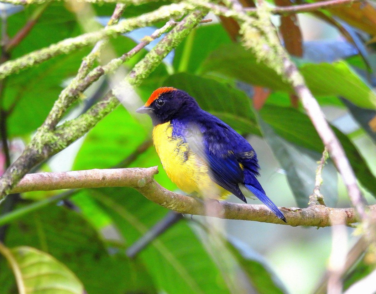 チャボウシスミレフウキンチョウ - ML373428021